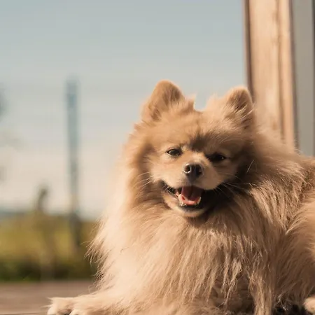 Stodola Majolka- Kameralny Dom Z Balia W Izerach * Mirsk