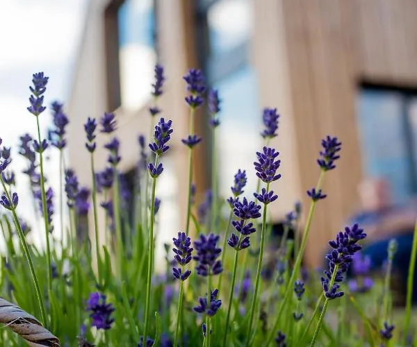 Stodola Majolka- Kameralny Dom Z Balia W Izerach *