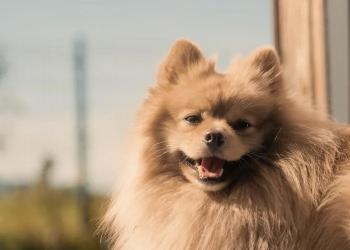 Stodola Majolka- Kameralny Dom Z Balia W Izerach * Mirsk